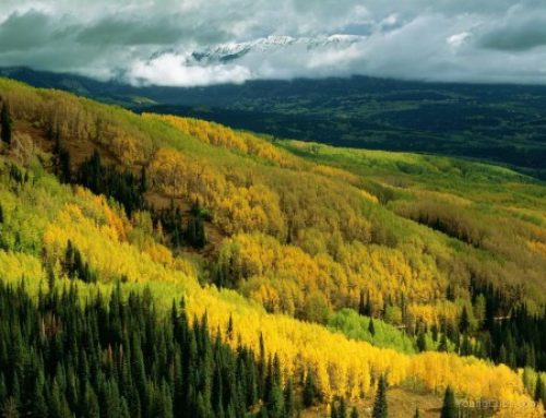 What is in common between the Aspen Forest and Franchising